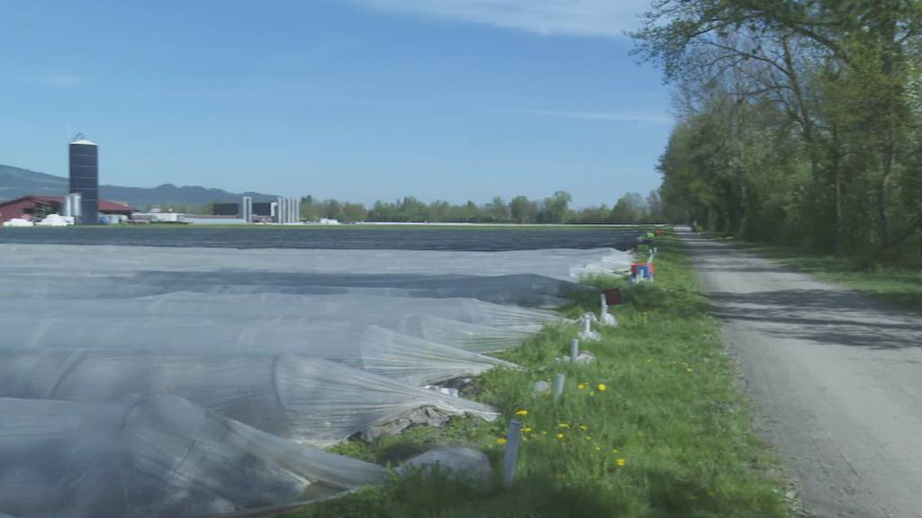 Frühere Spargelsaison: Rheintaler Betrieb setzt Bodenheizung als Geheimwaffe ein