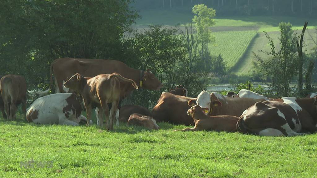 Kalb saugt Milch, gleichzeitig läuft die Melkmaschine