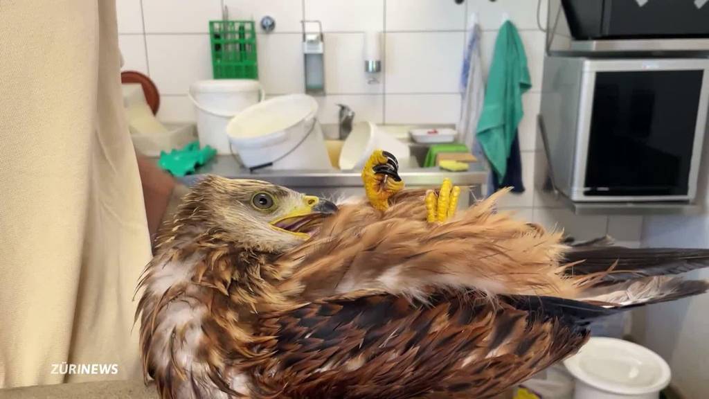 Rekordverdächtig viele Jungvögel in der Zürcher Greifvogelstation