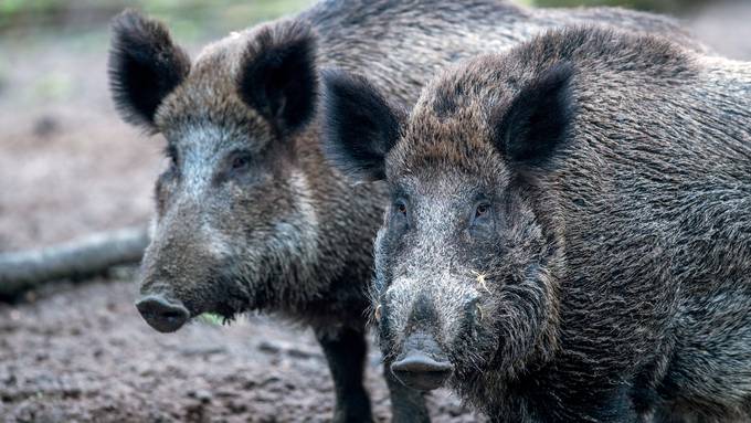 Rom steckt in Schweinepest-Sorgen und definiert «Rote Zone»