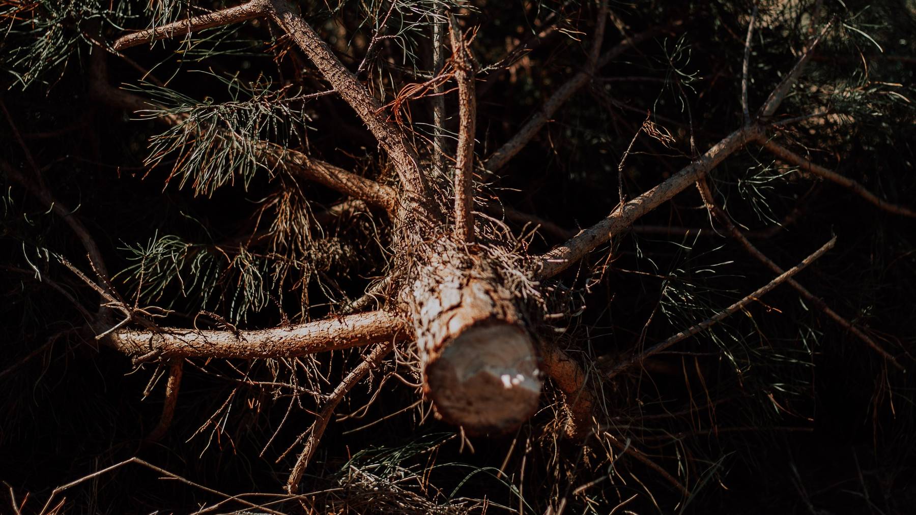 christin-hume-461363