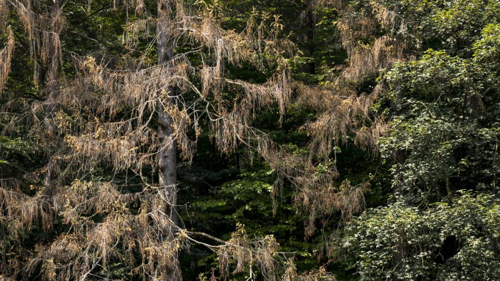 In ganz Europa sterben immer mehr Nadelbäume ab, nachdem sie von Insekten befallen werden. (Archivbild)
