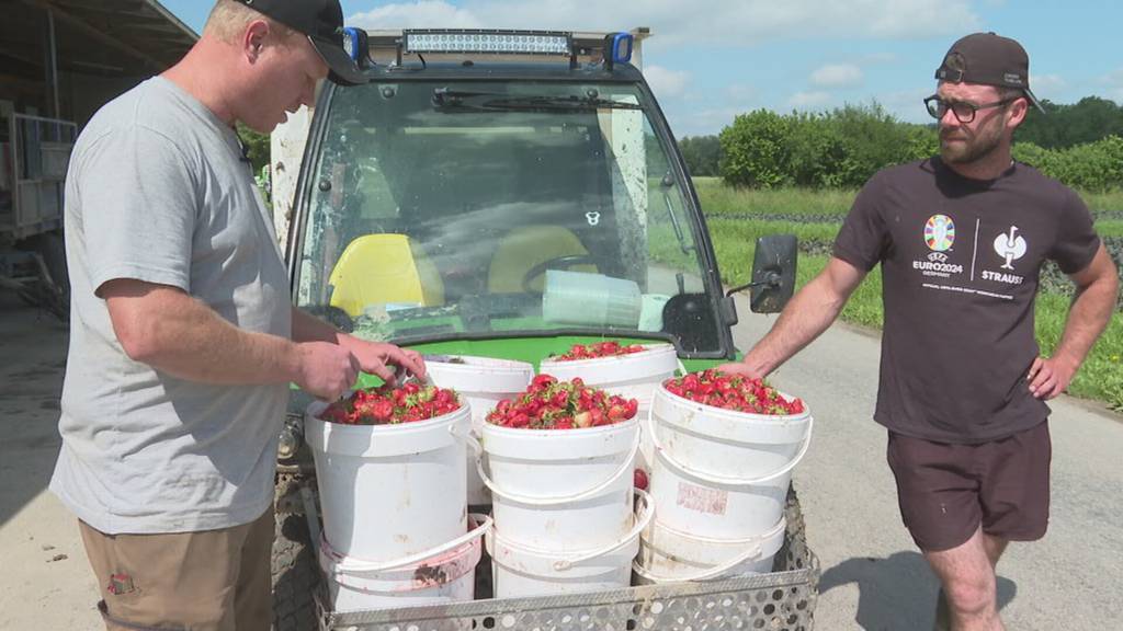 Matschig statt saftig: Dauerregen zerstört tonnenweise Erdbeeren in der Ostschweiz