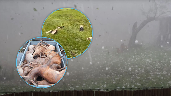 Verheerende Unwetter und Hagelstürme: Tote Wildtiere und zerstörte Dörfer in Bayern
