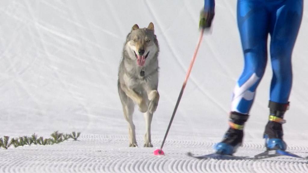 Hund sprintet bei olympischem Rennen mit Langläuferinnen ins Ziel