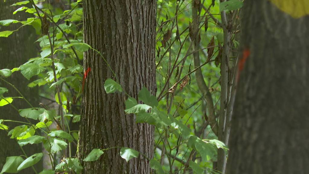 Baumdrama in Rorschacherberg: 143 Bäume müssen weg