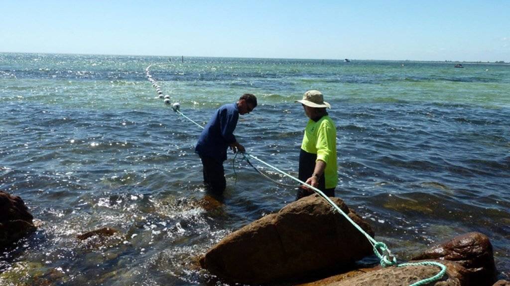 Diese Männer installieren ein Hainetz vor einem australischen Strand. In den Netzen starben zuletzt aber mehr andere Tiere als Haie. (Archiv)