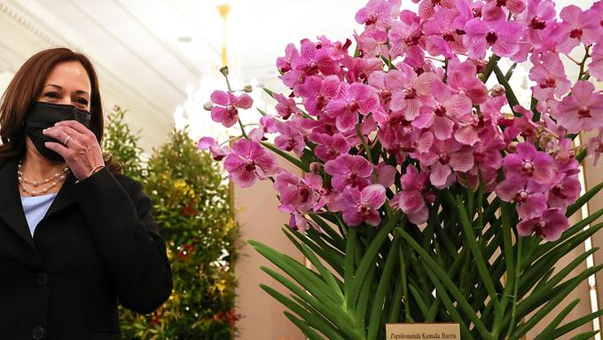 Papilionanda Kamala Harris: Orchidee nach US-Vizepräsidentin benannt