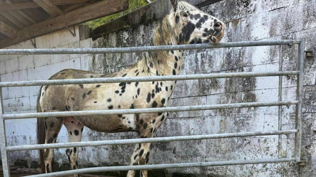 Die Aargauer Kantonsbehörden haben unter anderem dieses vernachlässigte Pferd auf einem Hof im Fricktal beschlagnahmen lassen.