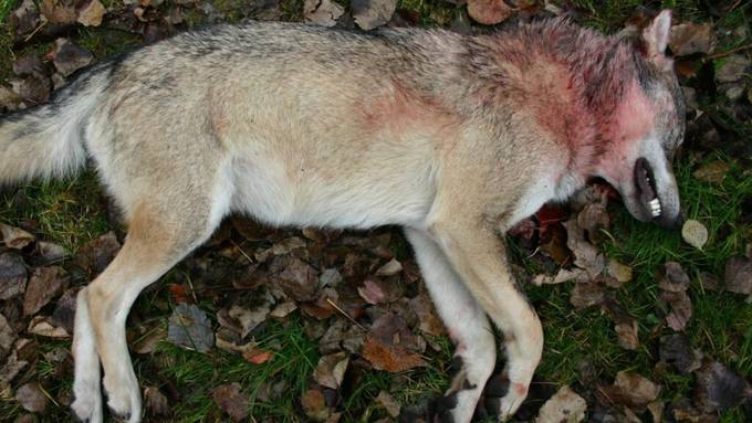 Bündner Beverin-Wolfsrudel ist nach Abschüssen wohl zerfallen