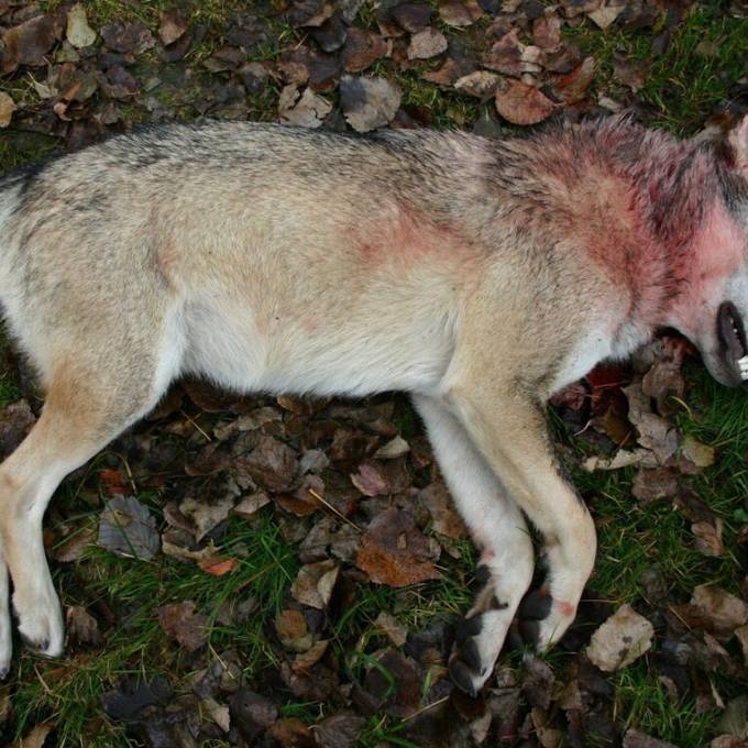 Bündner Beverin-Wolfsrudel ist nach Abschüssen wohl zerfallen