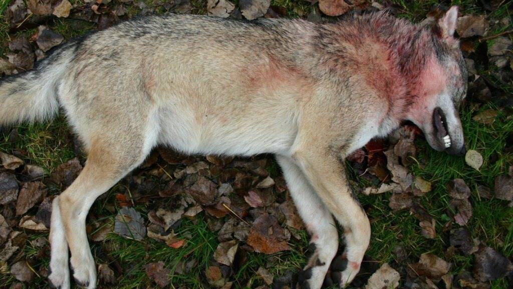 Ein geschossener Wolf. Nachdem im Bündner Beverinrudel im Winter möglicherweise das Vatertier von der Wildhut erlegt wurde, ist das Rudel allem Anschein nach zerfallen. (Symbolbild)