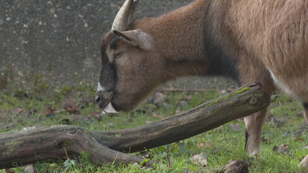 Überraschende Kehrtwende im Tierpark Bern