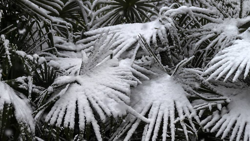 Leicht verfroren im ersten Schnee: Palmen in Basel.