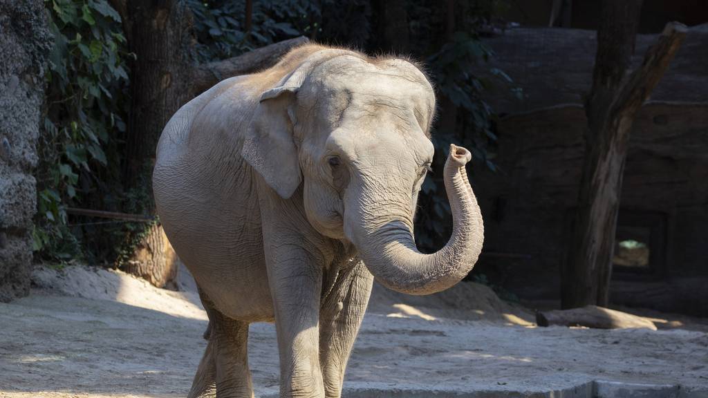 Elefantenkuh Ceyla-Himali im Zoo Zürich eingeschläfert