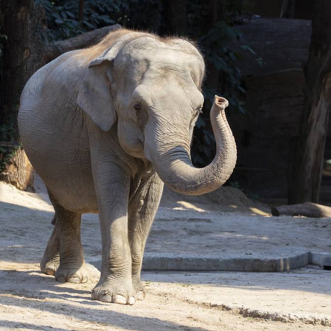 Elefantenkuh Ceyla-Himali im Zoo Zürich eingeschläfert