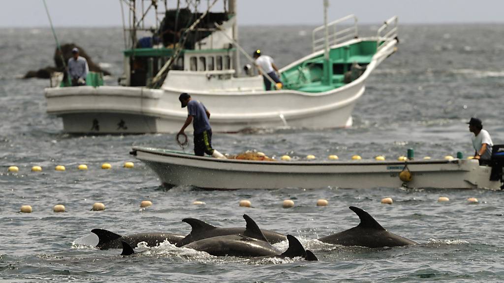 Die Jagd nach Delfinen und deren Tötung sorgt bei Umweltorganisationen und in den Sozialen Medien für einen Aufschrei. (Symbolbild)