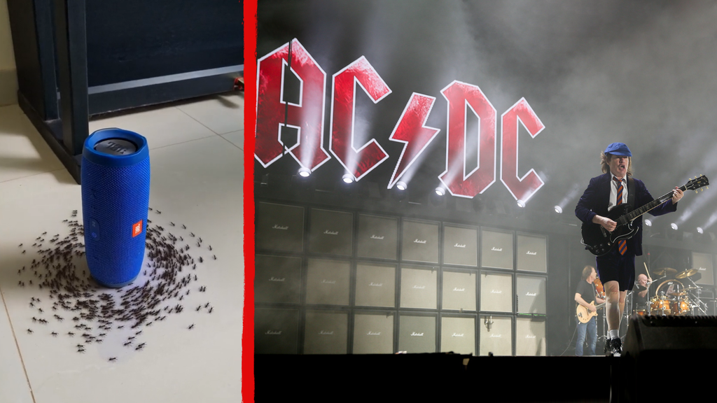 Ameisen feiern die Musik von AC/DC!