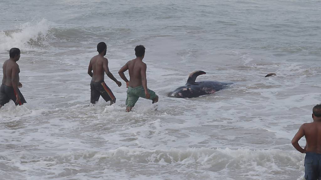 Vier Männer versuchen, einen gestrandeten Wal zurück ins tiefe Wasser des Indischen Ozeans zurückzudrängen. Foto: Eranga Jayawardena/AP/dpa
