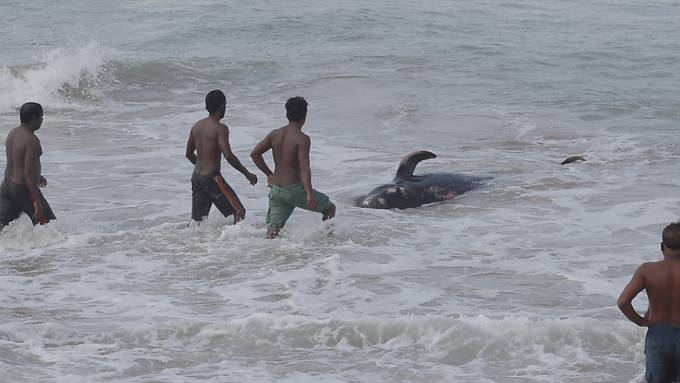 Rund 100 im Westen Sri Lankas gestrandete Wale gerettet