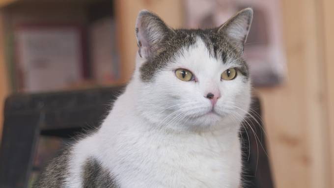 Vierbeiniger Stammgast: Kater «Findus» liebt den Bücherladen