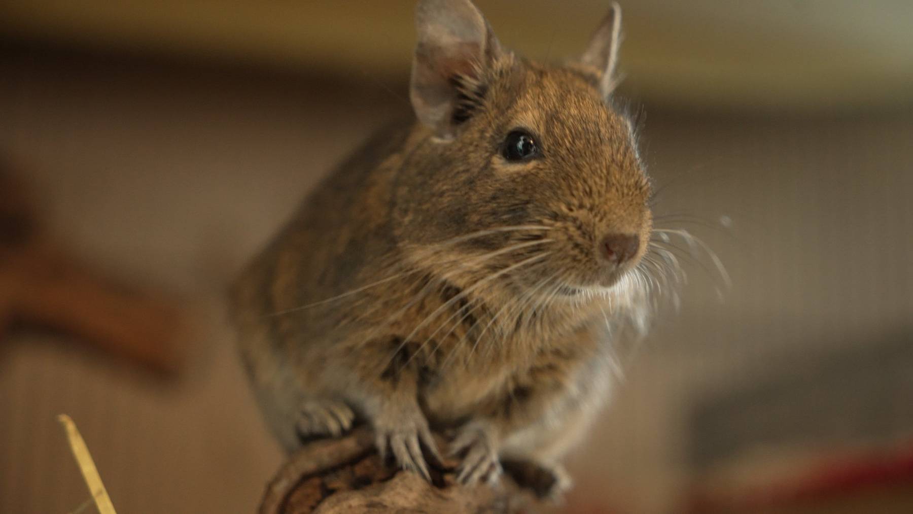 Degu
