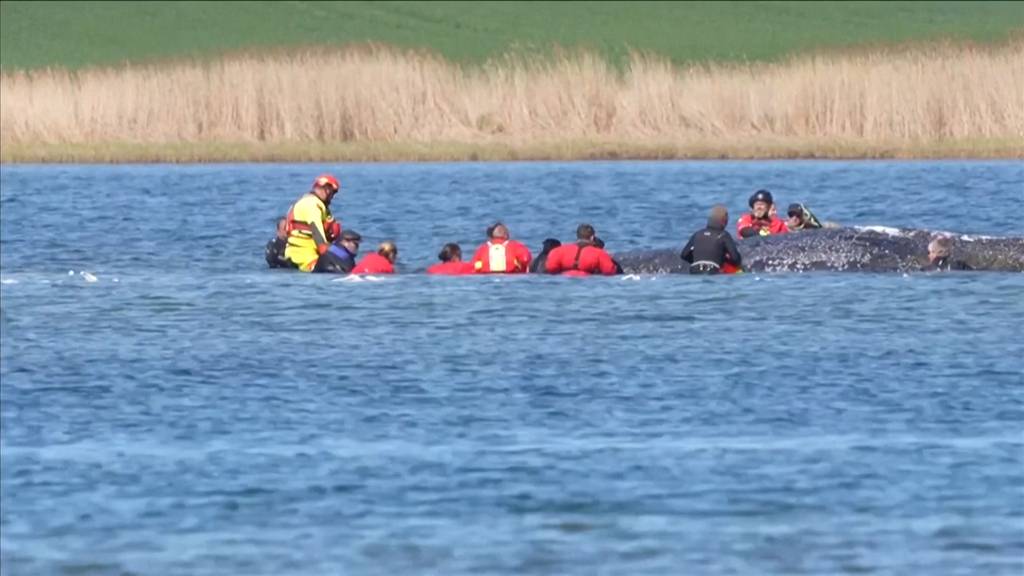 «Den Versuch ist es wert»: Erneute Rettungsaktion für Ostsee-Wal gestartet