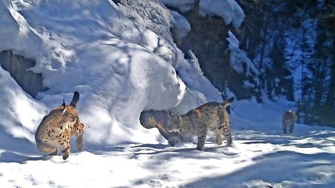 Luchs-Junge im Safiental gesichtet