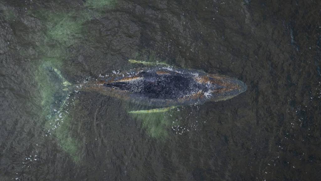 dpatopbilder - HANDOUT - Eine Drohnenaufnahme herausgegeben von Greenpeace zeigt den Buckelwal in der Wismarbucht. Der Buckelwal liegt noch immer in der Wismarbucht. Foto: Daniel Müller/Greenpeace Germany/dpa - ACHTUNG: Nur zur redaktionellen Verwendung im Zusammenhang mit der aktuellen Berichterstattung und nur mit vollständiger Nennung des vorstehenden Credits; keine Archivierung,