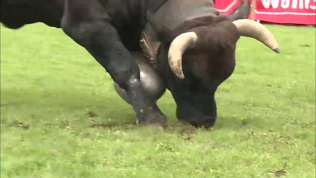 An der BEA treten 30 Eringer Kühe gegeneinander an