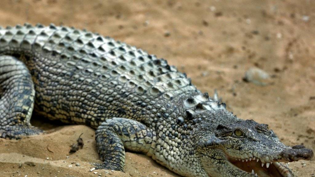 Ein Krokodil hat auf den Philippinen einen zehnjährigen Buben getötet. (Themenbild)