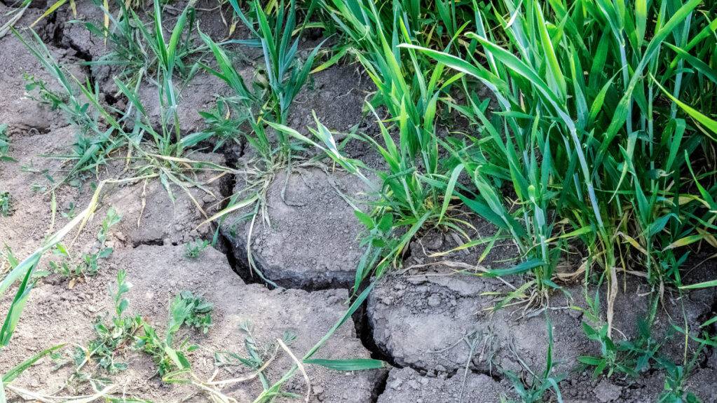 Aufgrund von Trockenheit erliess der Kanton St. Gallen am 1. Juli ein Wasserentnahmeverbot aus Gewässern. (Archivbild)