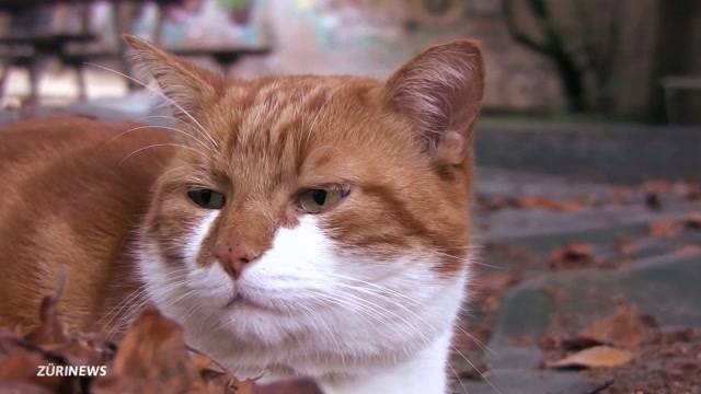 Trauer um Altstadtkater Monty