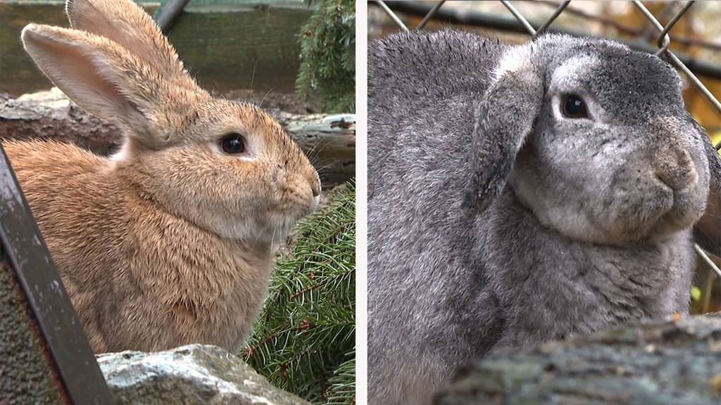 Kaninchen 