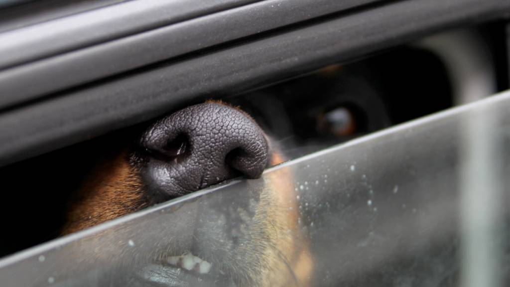 Hunde sollten bei warmen Temperaturen nicht in Autos zurückgelassen werden. (Archivbild)