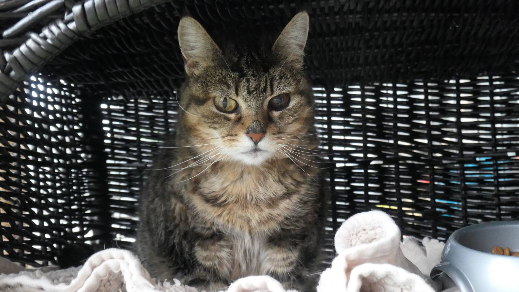Ronja