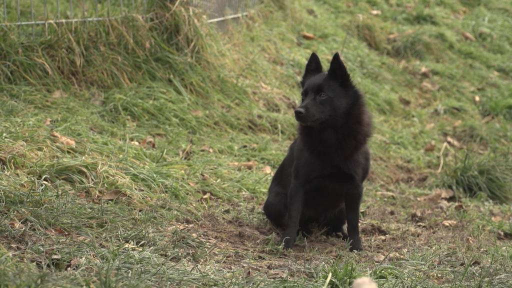 Schipperke