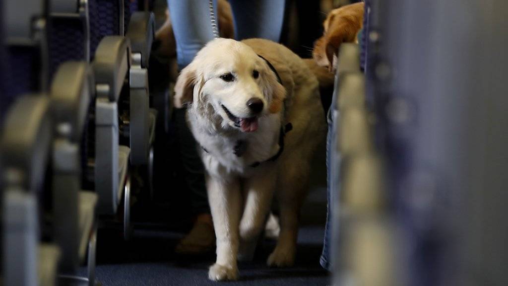 Die US-Fluggesellschaft United Airlines sorgte mit drei Pannen innert einer Woche bei Transporten von Hunden für Schlagzeilen. (Symbolbild)