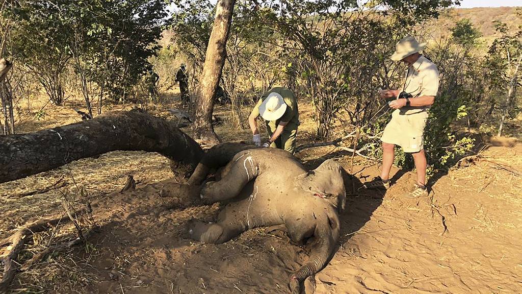Tierärzte entnehmen einem verendeten Elefäntchen Gewebeproben. Die Ursache des massenhaften Elefantensterben in Simbabwe ist noch unklar. Es werden natürliche Toxine vermutet.