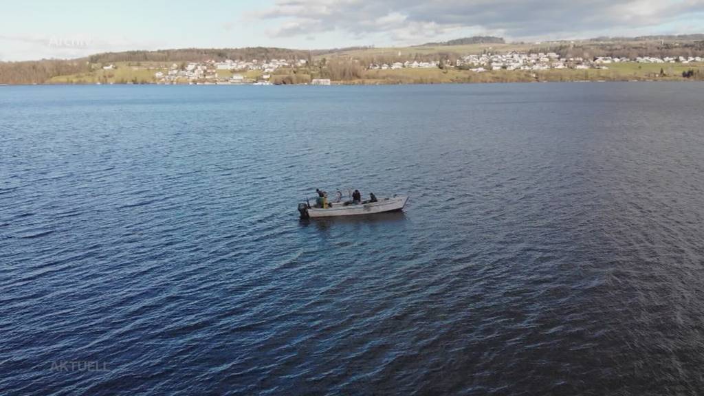 PFAS-verseucht: Hechte aus dem Hallwilersee darf man nicht mehr verkaufen