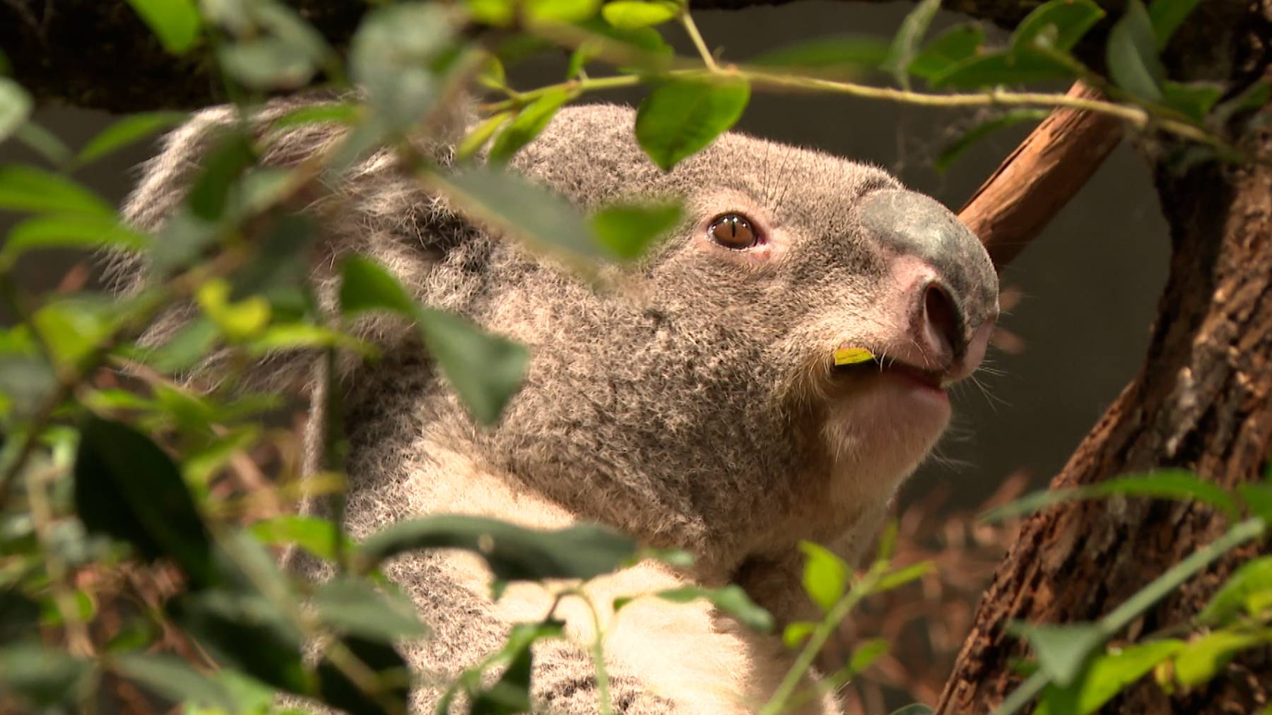 Eukalyptus Liebhaber Koala