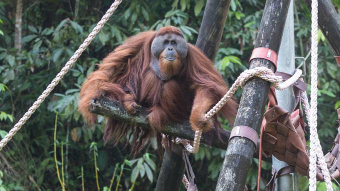 Dieser blinde Orang-Utan bekommt mit Zürcher Hilfe ein neues Zuhause