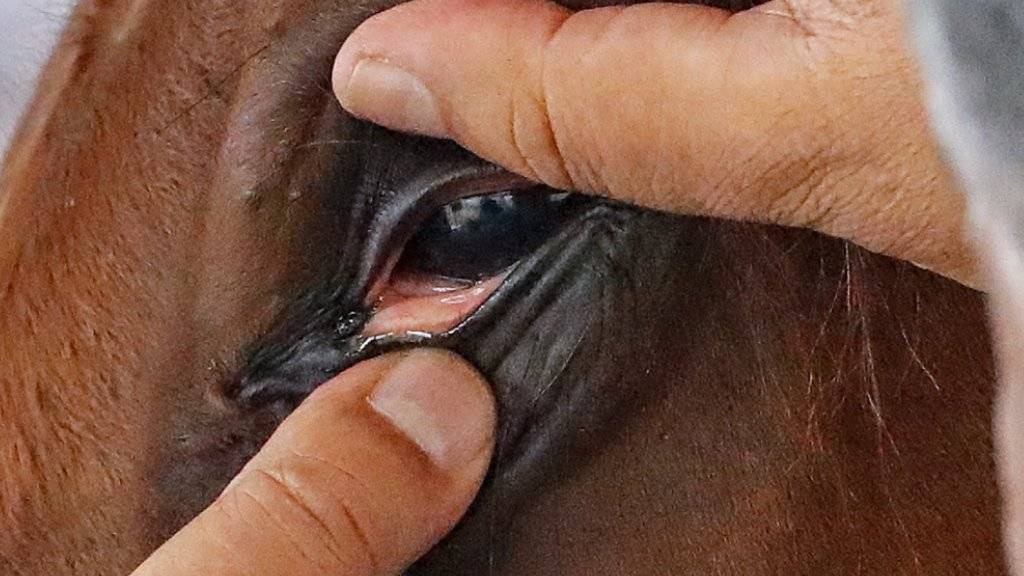 Der Tierarzt prüft das Pferd nach der Ankunft auf Herz und Auge