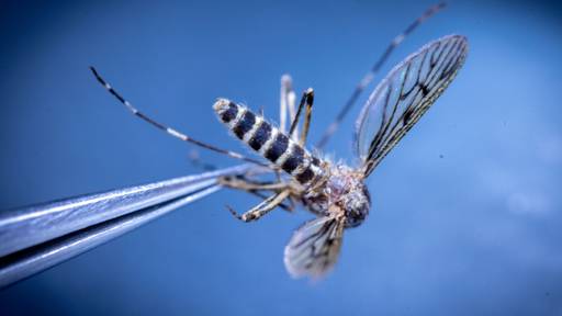 Stechmücken in Island entdeckt - grosse Folgen fürs Ökosystem