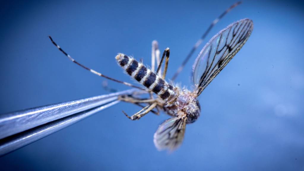 Viele empfinden sie vor allem als lästig, doch ihre Rolle in der Ökologie ist nicht zu unterschätzen: Stechmücken. (Archivbild)