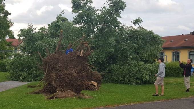 Sturm entwurzelt Bäume in Wil