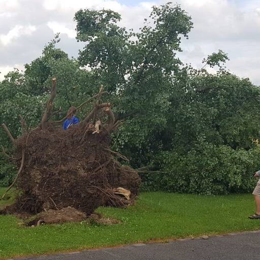 Sturm entwurzelt Bäume in Wil
