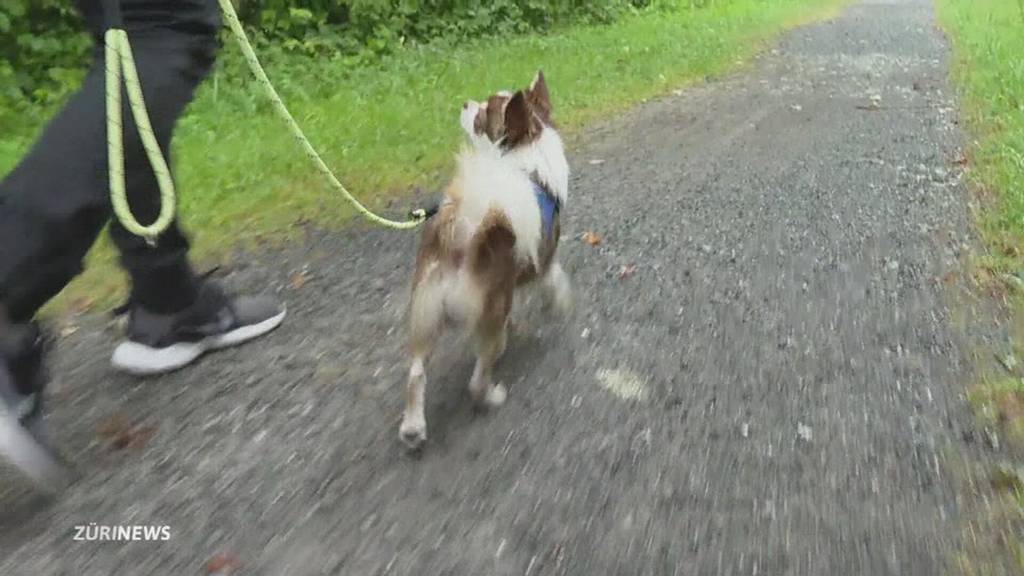 Rottweiler-Attacke in Wallisellen: Chihuahua fast zu Tode gebissen