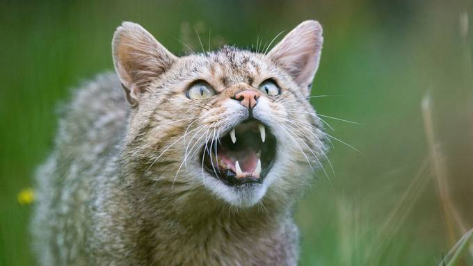 Europäische Wildkatze breitet sich im Mittelland aus
