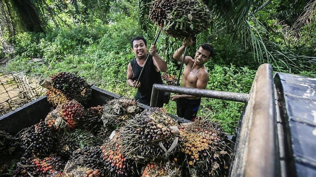Indonesien ist der weltgrösste Produzent von Palmöl. Greenpeace prangert einige grosse Konsumgüterkonzerne wegen fehlender Palmöl-Kennzeichnung an. (Archiv)